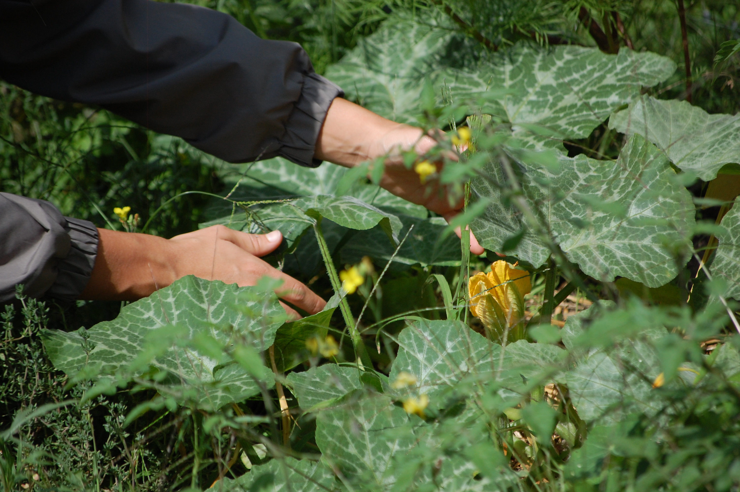 Arnaud en train de cueillir des courgettes 