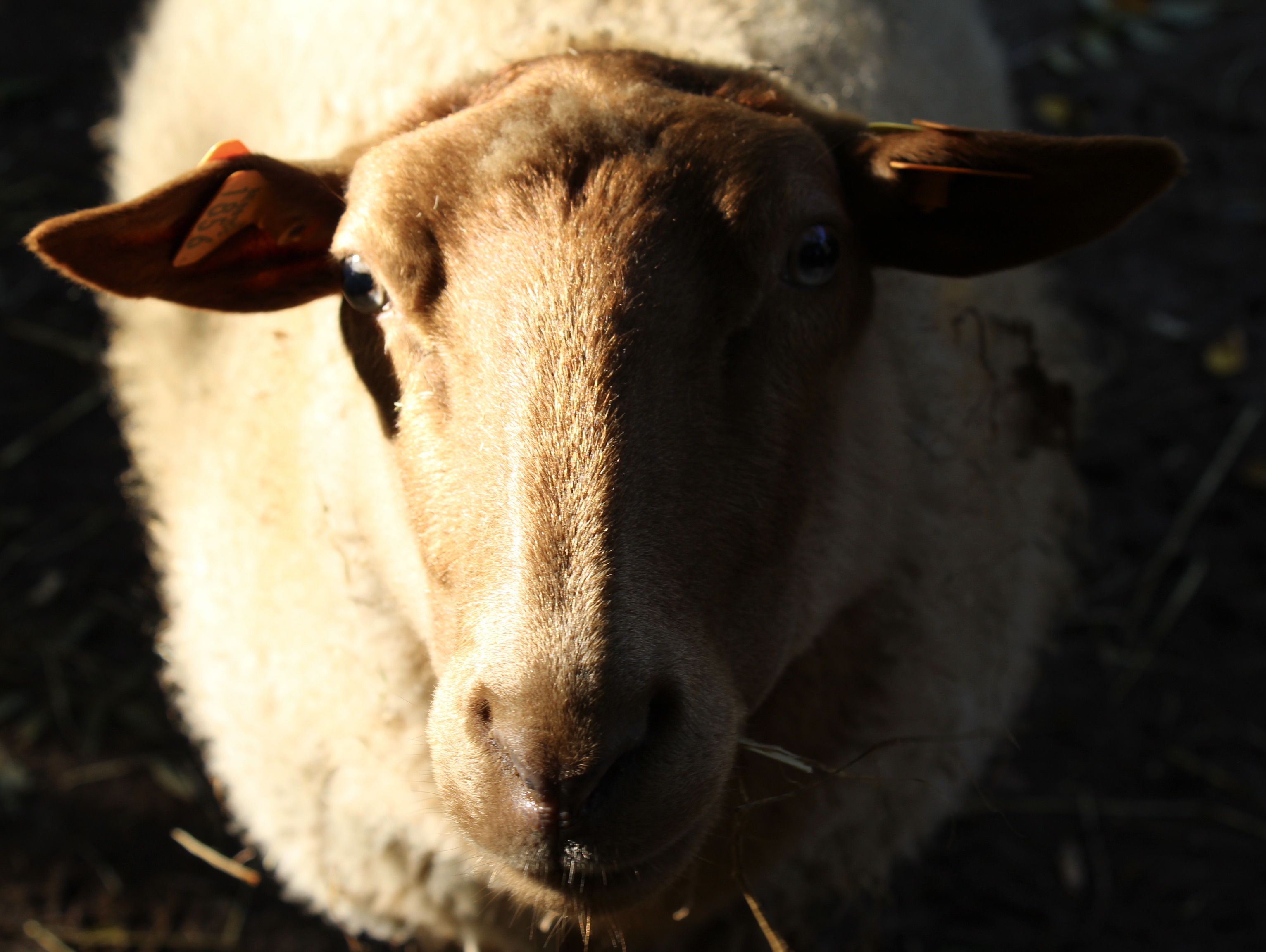Un mouton