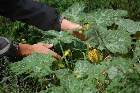 Arnaud en train de cueillir des courgettes 